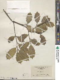 Ilex opaca image