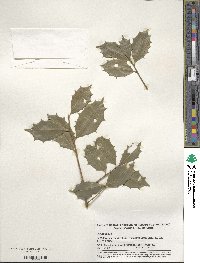 Ilex opaca image