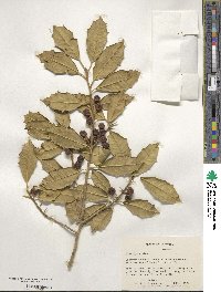 Ilex opaca image