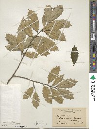 Ilex opaca image