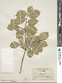 Ilex opaca image