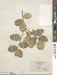 Ilex opaca image