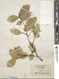 Ilex opaca image