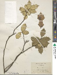 Ilex opaca image