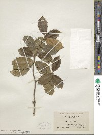 Ilex opaca image