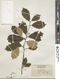 Ilex opaca image