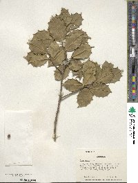 Ilex opaca image