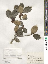 Ilex opaca image