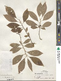 Ilex opaca image