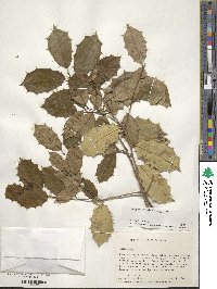 Ilex opaca image