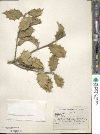 Ilex opaca image