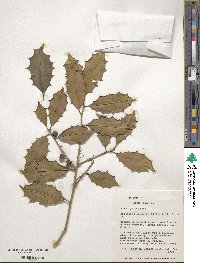 Ilex opaca image