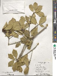 Ilex opaca image