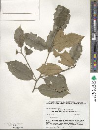 Ilex opaca image