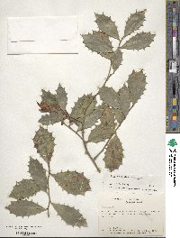 Ilex opaca image