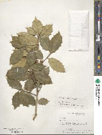 Ilex opaca image