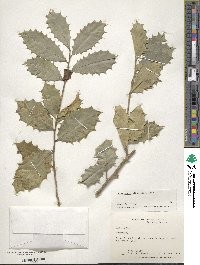 Ilex opaca image