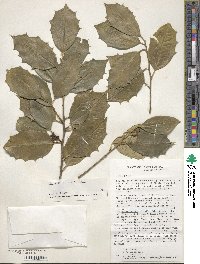 Ilex opaca image