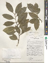 Ilex opaca image