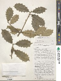 Ilex opaca image