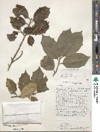 Ilex opaca image