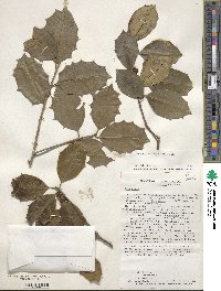 Ilex opaca image