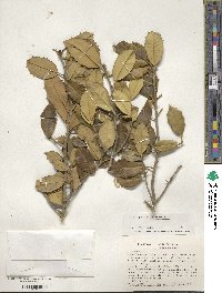 Ilex opaca image