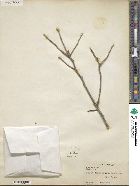 Ilex opaca image