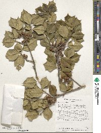 Ilex opaca image