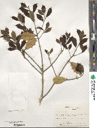 Ilex opaca image