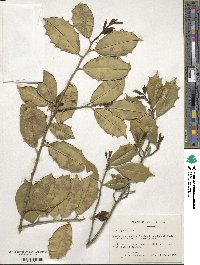 Ilex opaca image