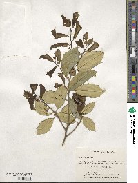 Ilex opaca image