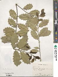 Ilex opaca image