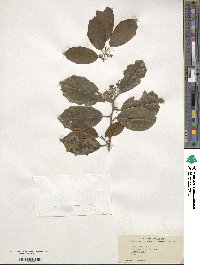 Ilex opaca image