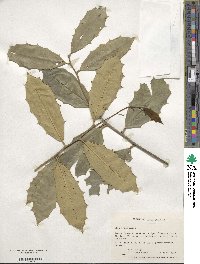 Ilex opaca image