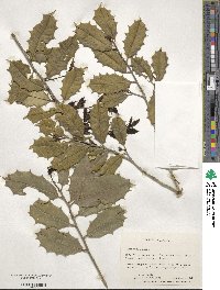 Ilex opaca image