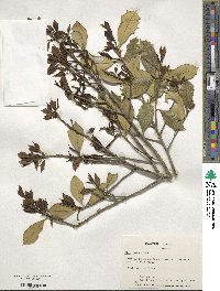 Ilex opaca image