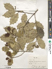 Ilex opaca image