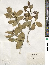 Ilex opaca image