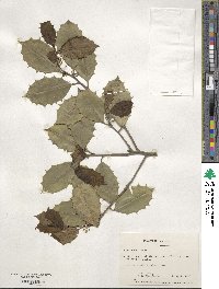 Ilex opaca image