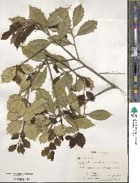 Ilex opaca image