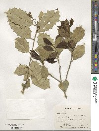 Ilex opaca image