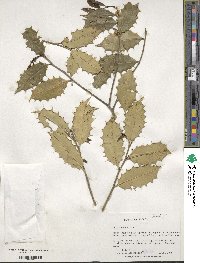 Ilex opaca image