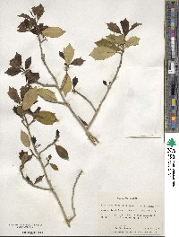 Ilex opaca image