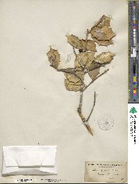 Ilex opaca image