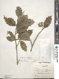 Ilex opaca image