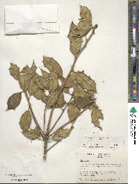 Ilex opaca image