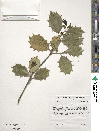 Ilex opaca image