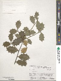 Ilex opaca image