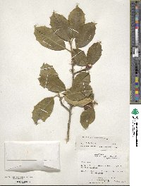 Ilex opaca image